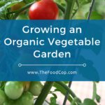 growing an organic vegetable garden