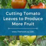 Cutting Tomato Leaves to Produce More Fruit